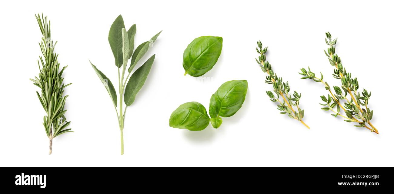 fresh mediterranean herbs isolated over a white background rosemary, sage, basil and thyme, farm fresh food and healthy diet herbal design elements Stock Photo