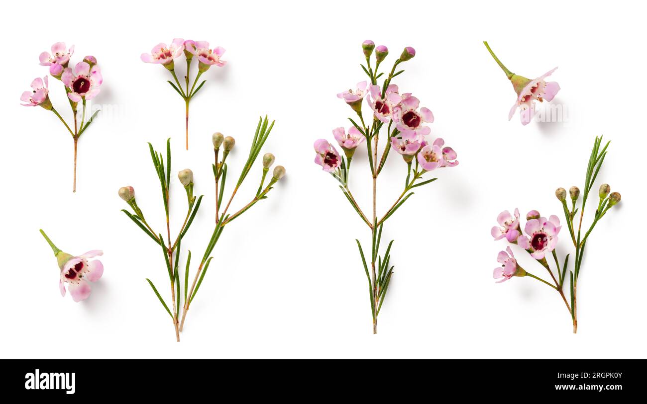collection of beautiful pink wax flower twigs in different positions, isolated floral design element, top view / flat lay Stock Photo