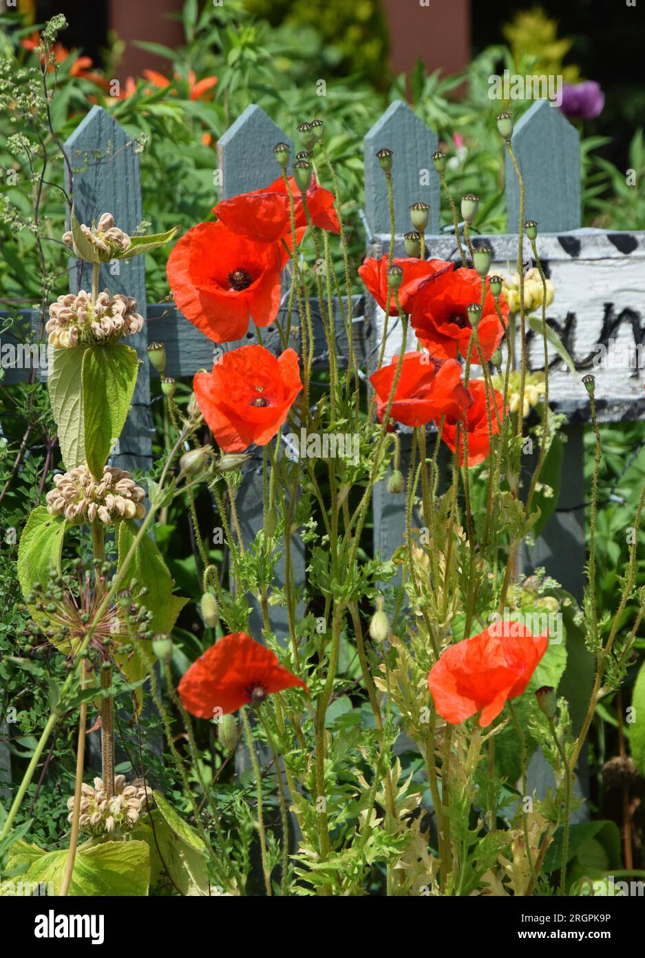 poppies in front garden Stock Photo - Alamy