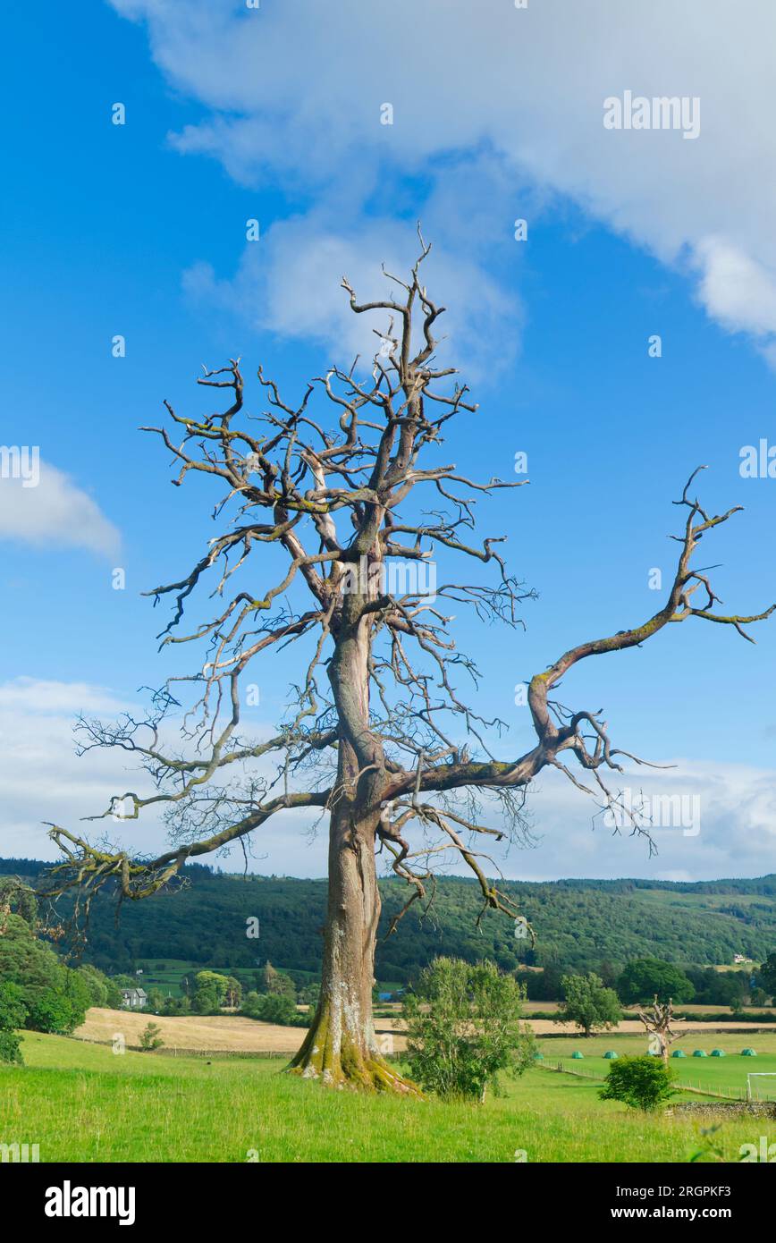 Diseased tree in Lake District Stock Photo