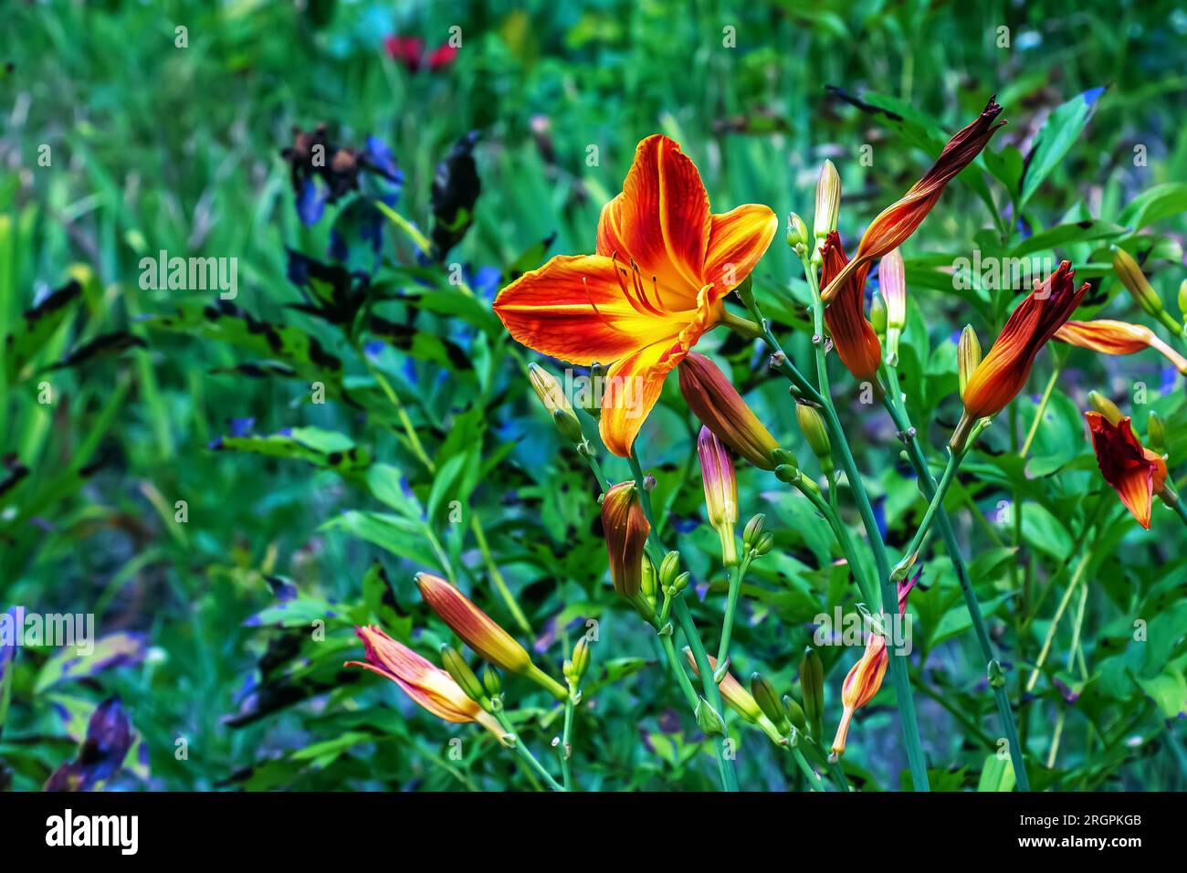 Hemerocallis fulva or the orange day-lily. Corn lily flowering in the garden. Close up. Detail. Stock Photo