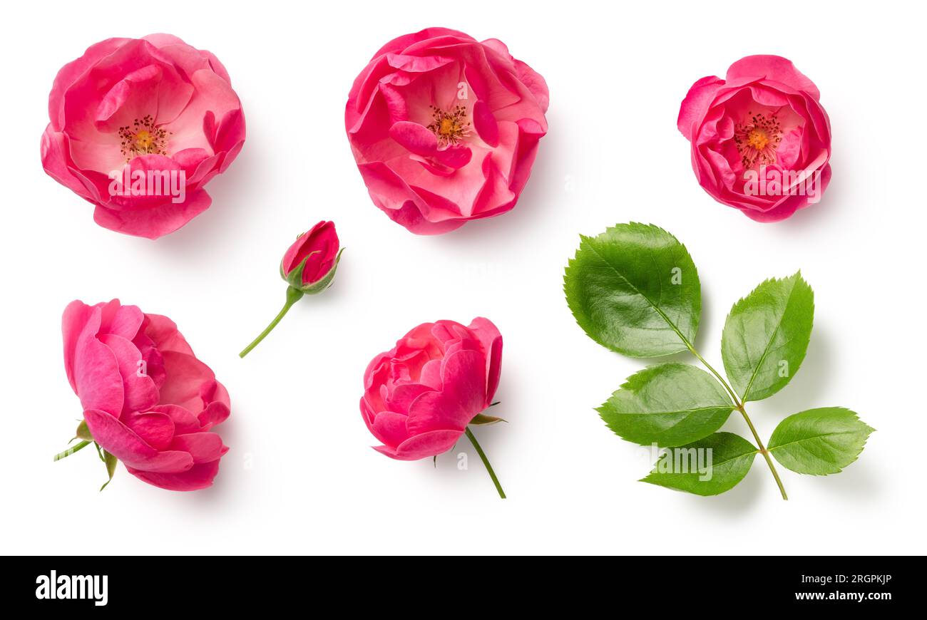 set of pink wild rose flowers, bud and leaf isolated over a white background, cut-out colorful magenta floral or garden design elements, top view Stock Photo