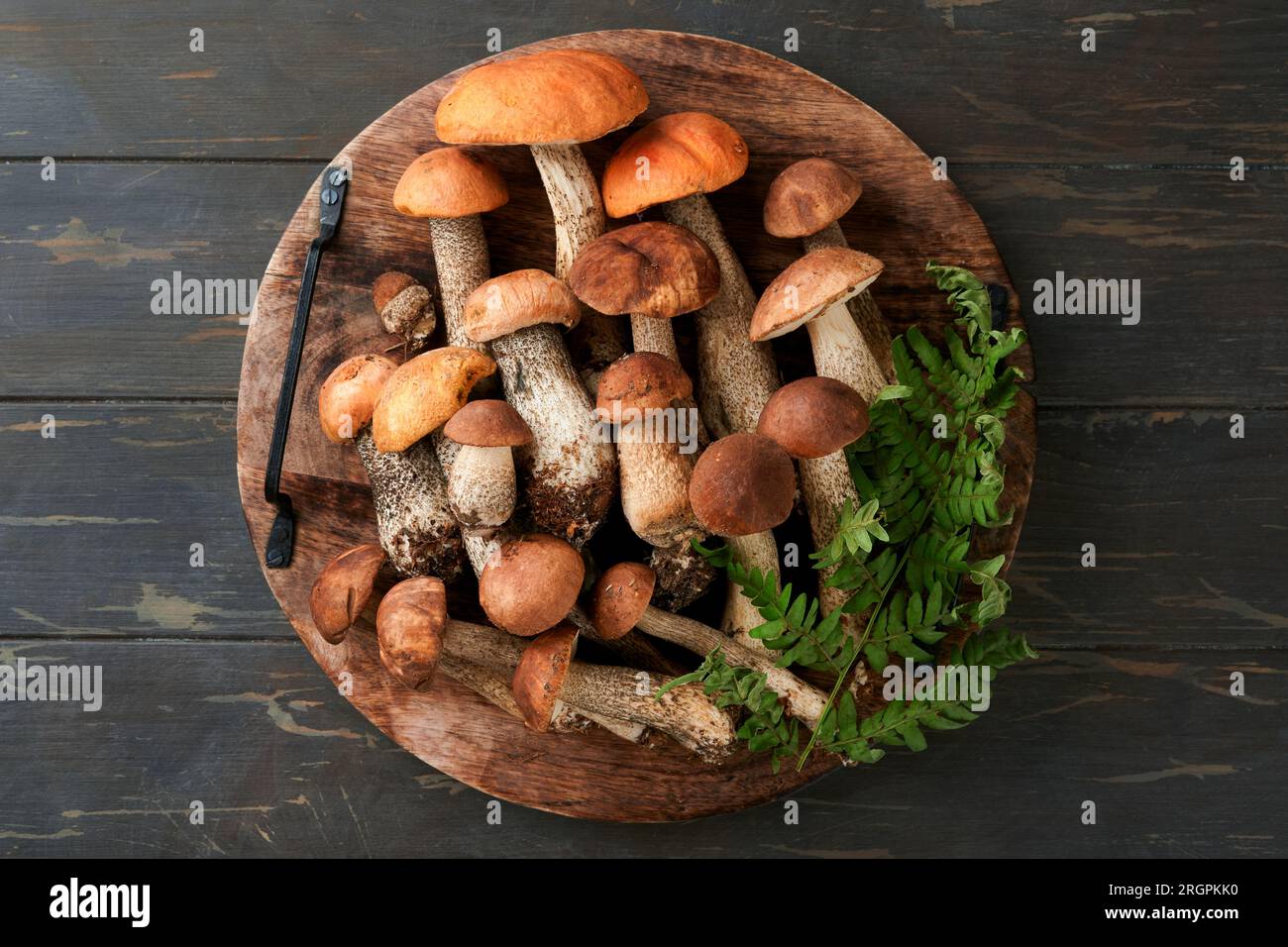 Porcini mushroom or mushroom an orange-cap boletus on old dark rustic wooden table backgrounds. Organic forest food. Autumn harvest concept. Edible fr Stock Photo