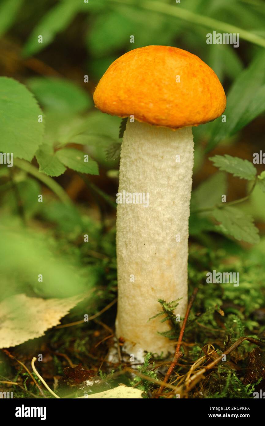An edible aspen mushroom growing in the forest. Mushrooms in the forest