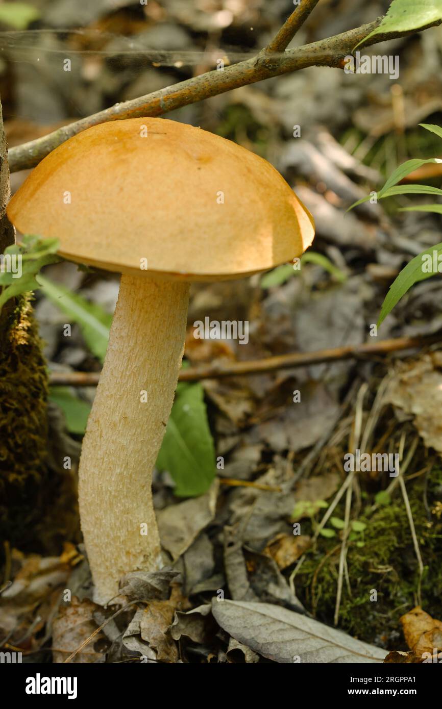 An edible aspen mushroom growing in the forest. Mushrooms in the forest