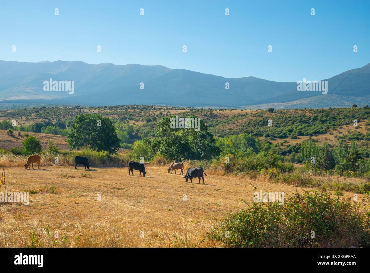 Cows in a field. Cerezo de Arriba, Segovia province, Castilla Leon, Spain. Stock Photo