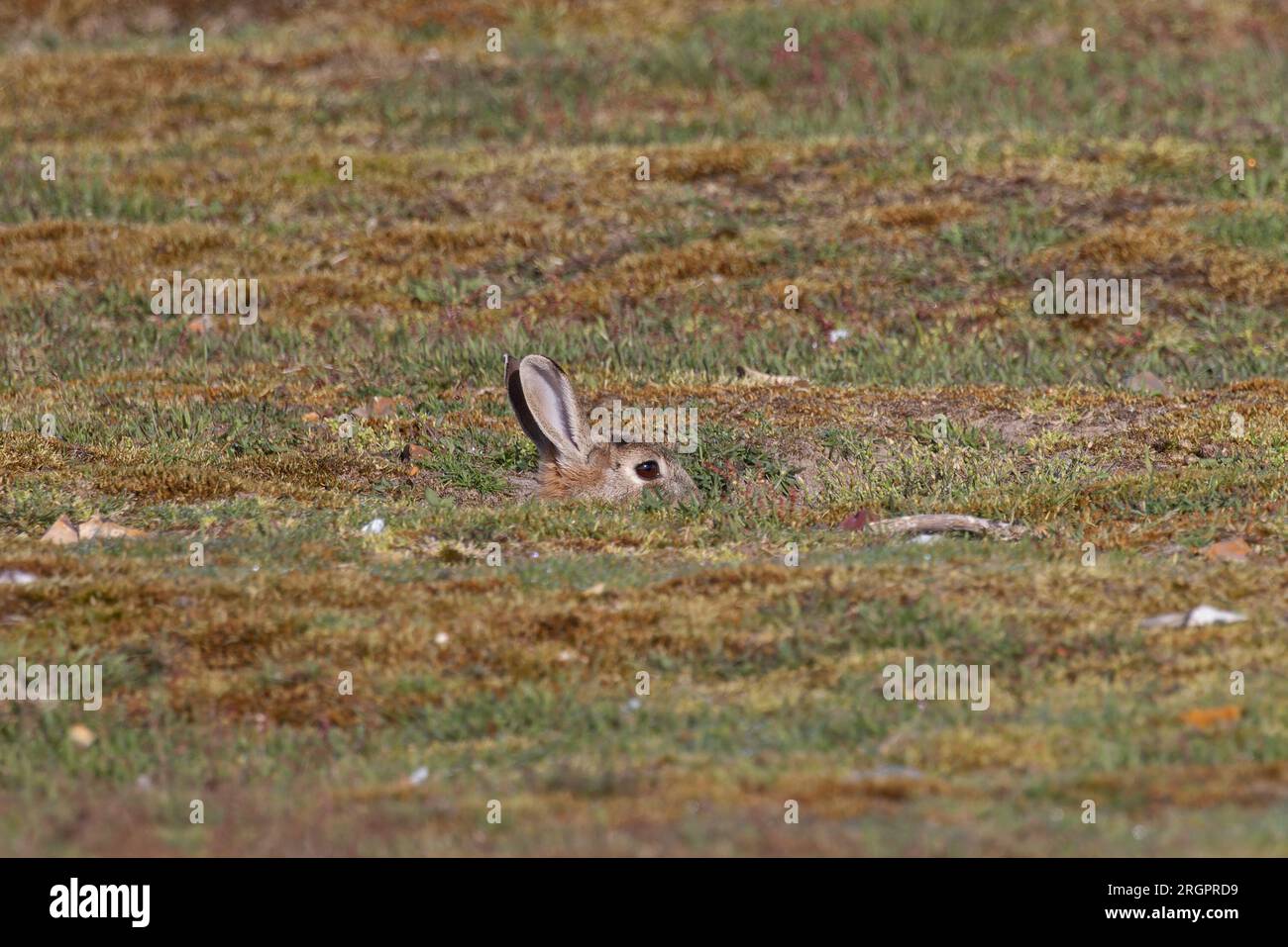 Rabbit (Oryctolagus cuniculus) peeping out of burrow Norfolk May 2023 Stock Photo