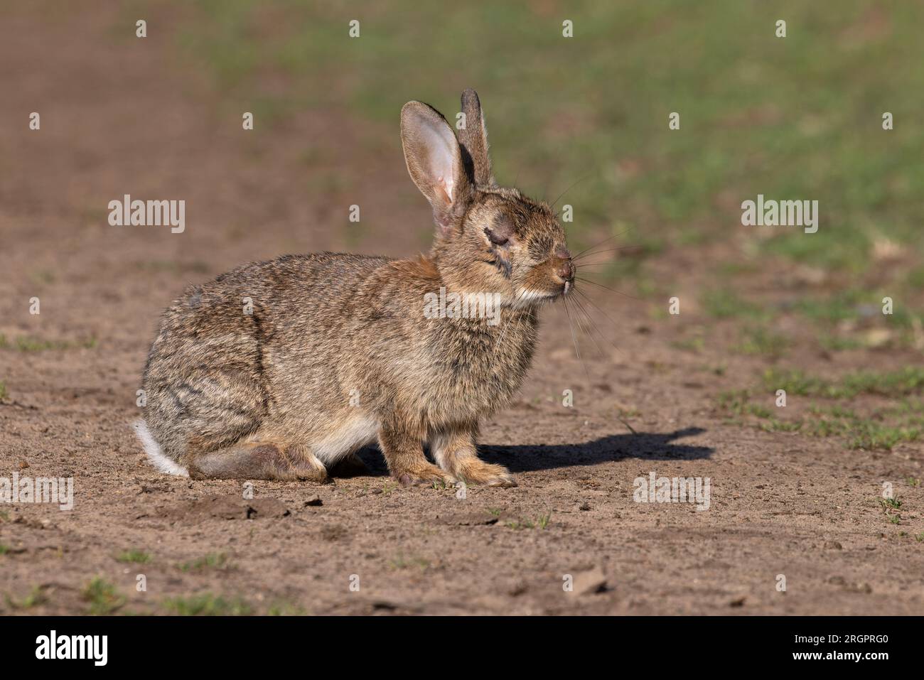 Rabbit (Oryctolagus cuniculus) with Calicivirus Rabbit Haemorrhagic