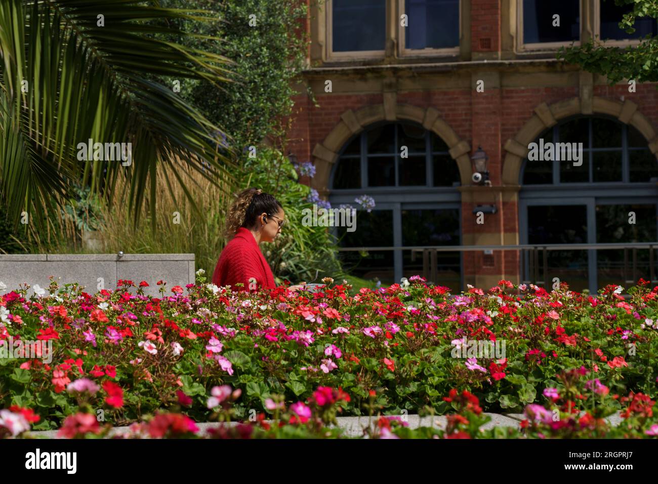 A woman in a red woollen cardigan sits in the background of a serene garden full of red and pink flowers at Millennium Square in Leeds, West Yorkshire Stock Photo