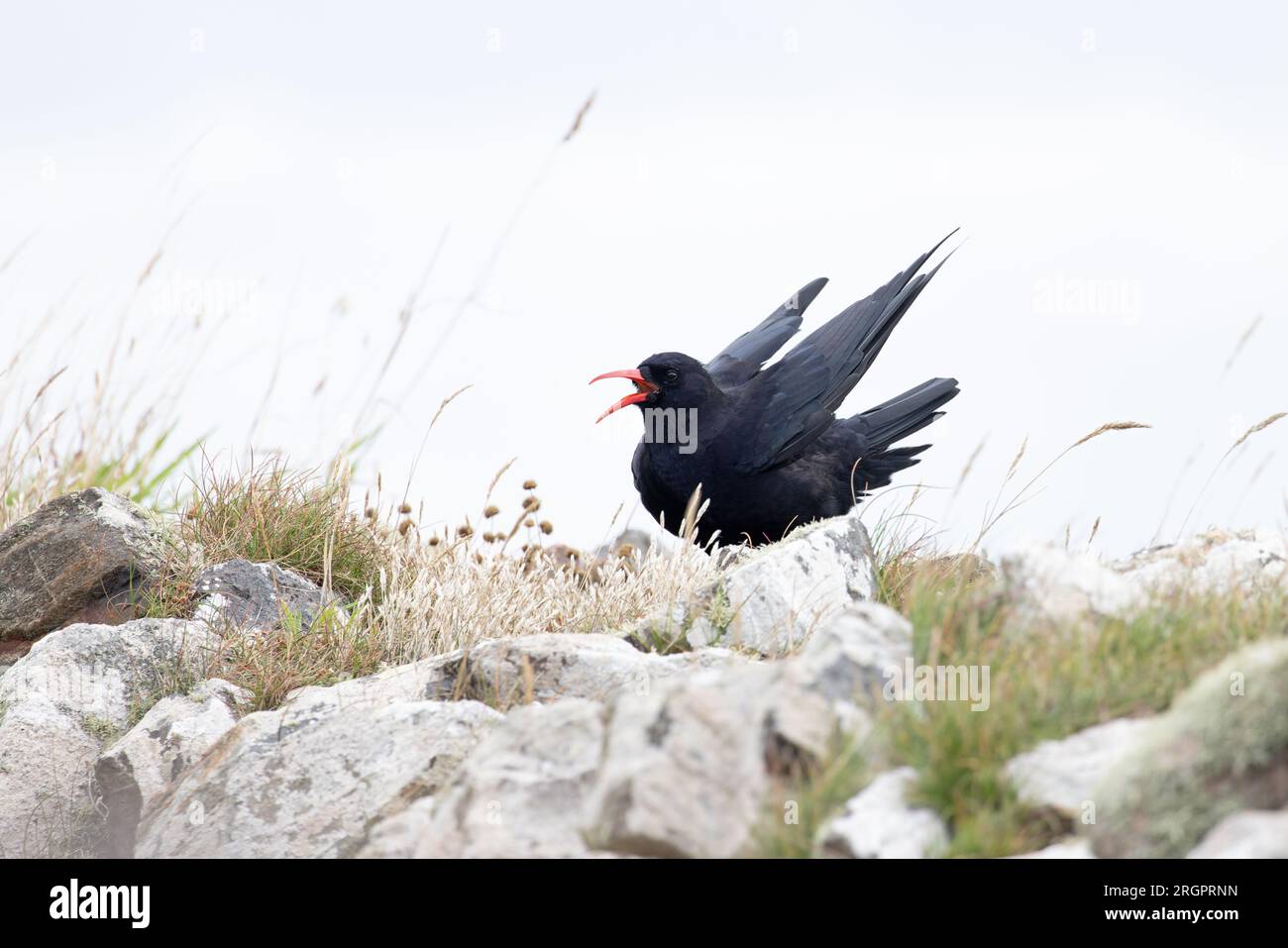 Redbilled Chough (Pyrrhocorax pyrrhocorax) Pendeen Cornwall August