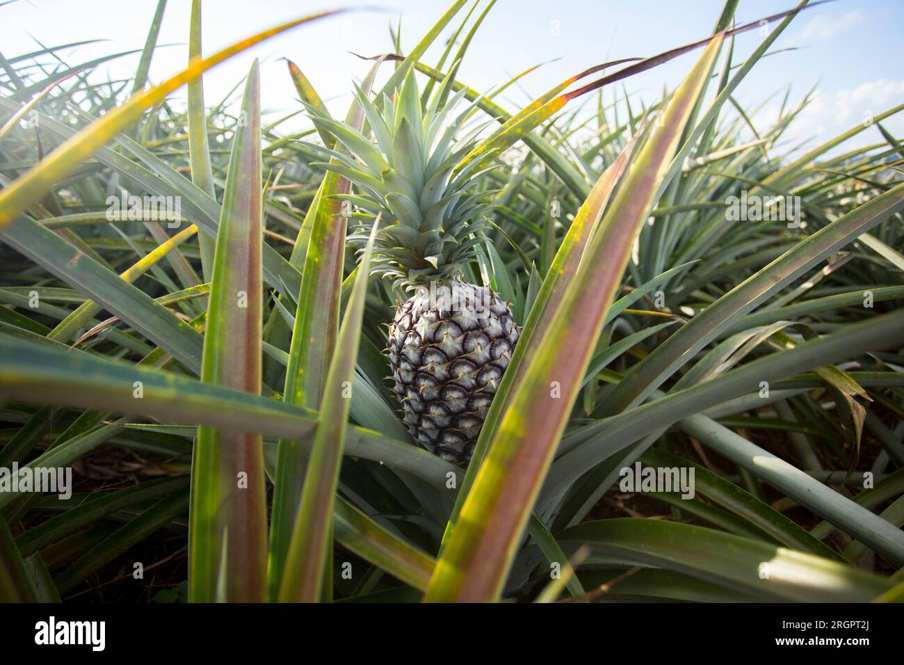 Organic pineapple plantations in the mountains in the Mae Taeng area of