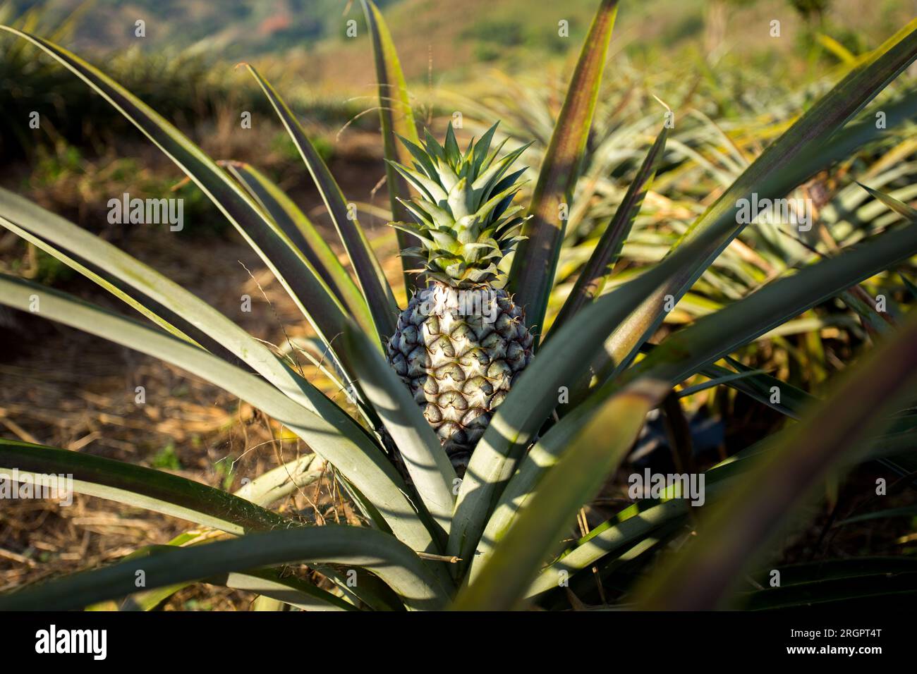Organic pineapple plantations in the mountains in the Mae Taeng area of