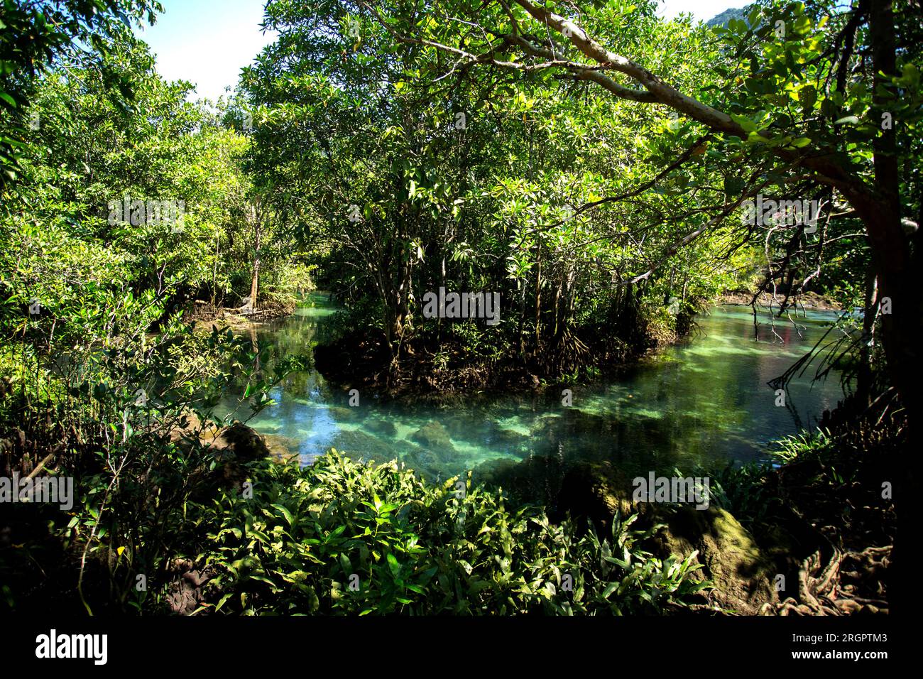 Tha Pom Mangrove Forest in Krabi Province in Thailand. Stock Photo