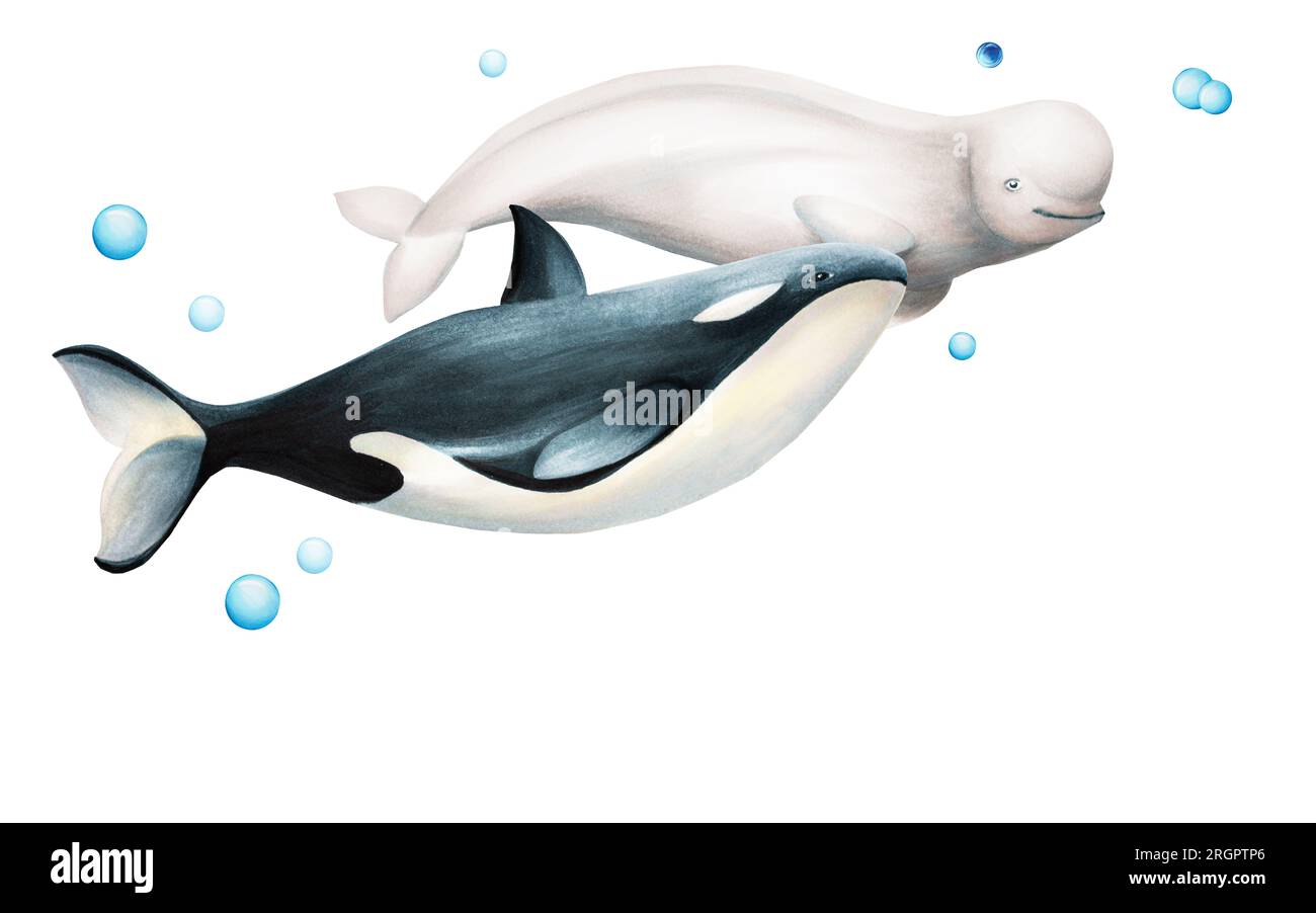 Watercolor composition with blue whale and killer whale isolated on white background. Hand painting realistic Arctic and Antarctic template with ocean Stock Photo