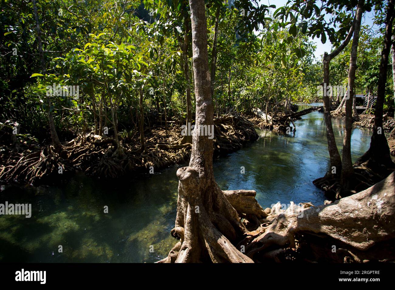 Tha Pom Mangrove Forest in Krabi Province in Thailand. Stock Photo