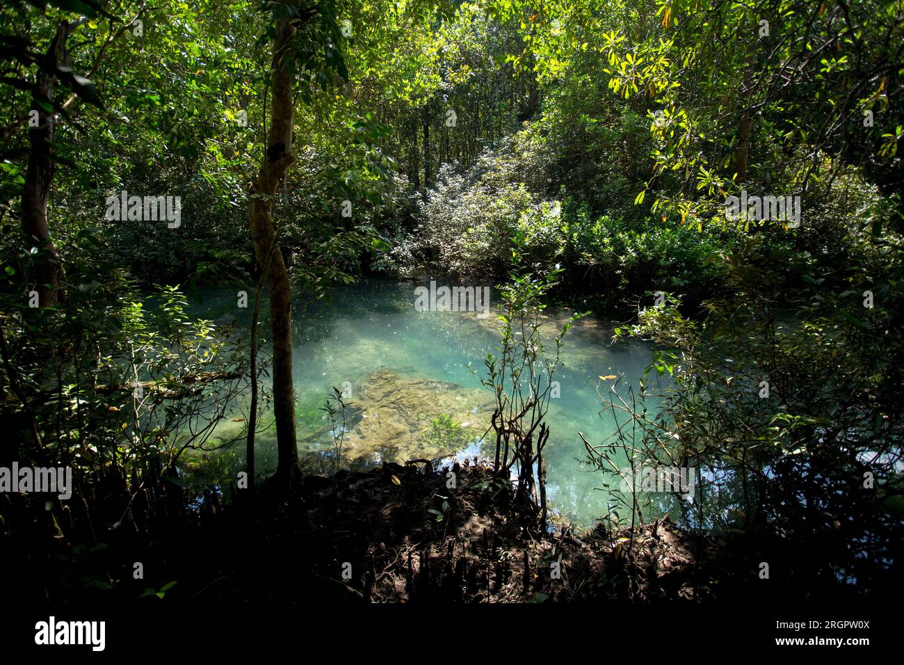 Tha Pom Mangrove Forest in Krabi Province in Thailand. Stock Photo