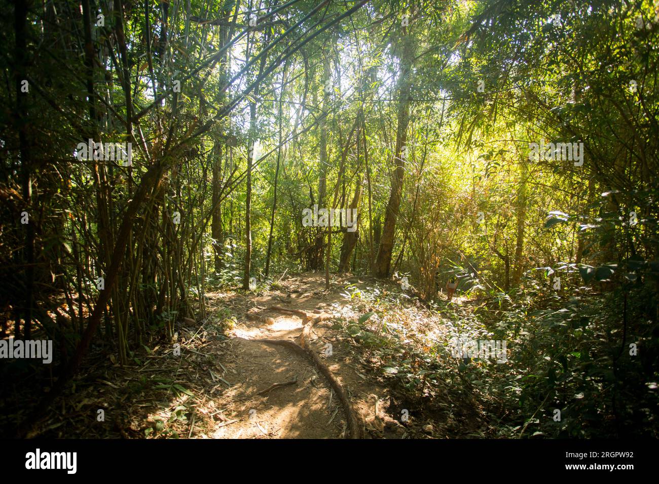 Wat Phra Lat in Chiang Mai. Temple of a Buddhist monastery with statues, hidden in the middle of the forest and accessed by a path. Stock Photo