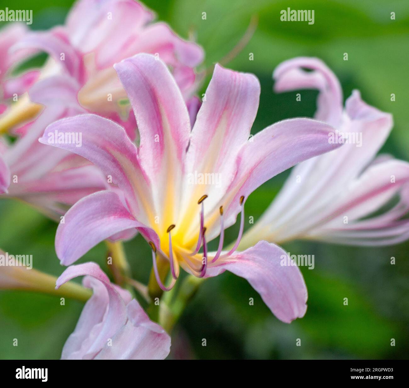 Pink Surprise Lily, Lycoris squamigera