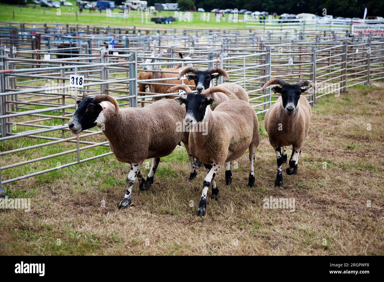 Scottish Black faced sheep at the Duns County Show, Scotland Stock Photo