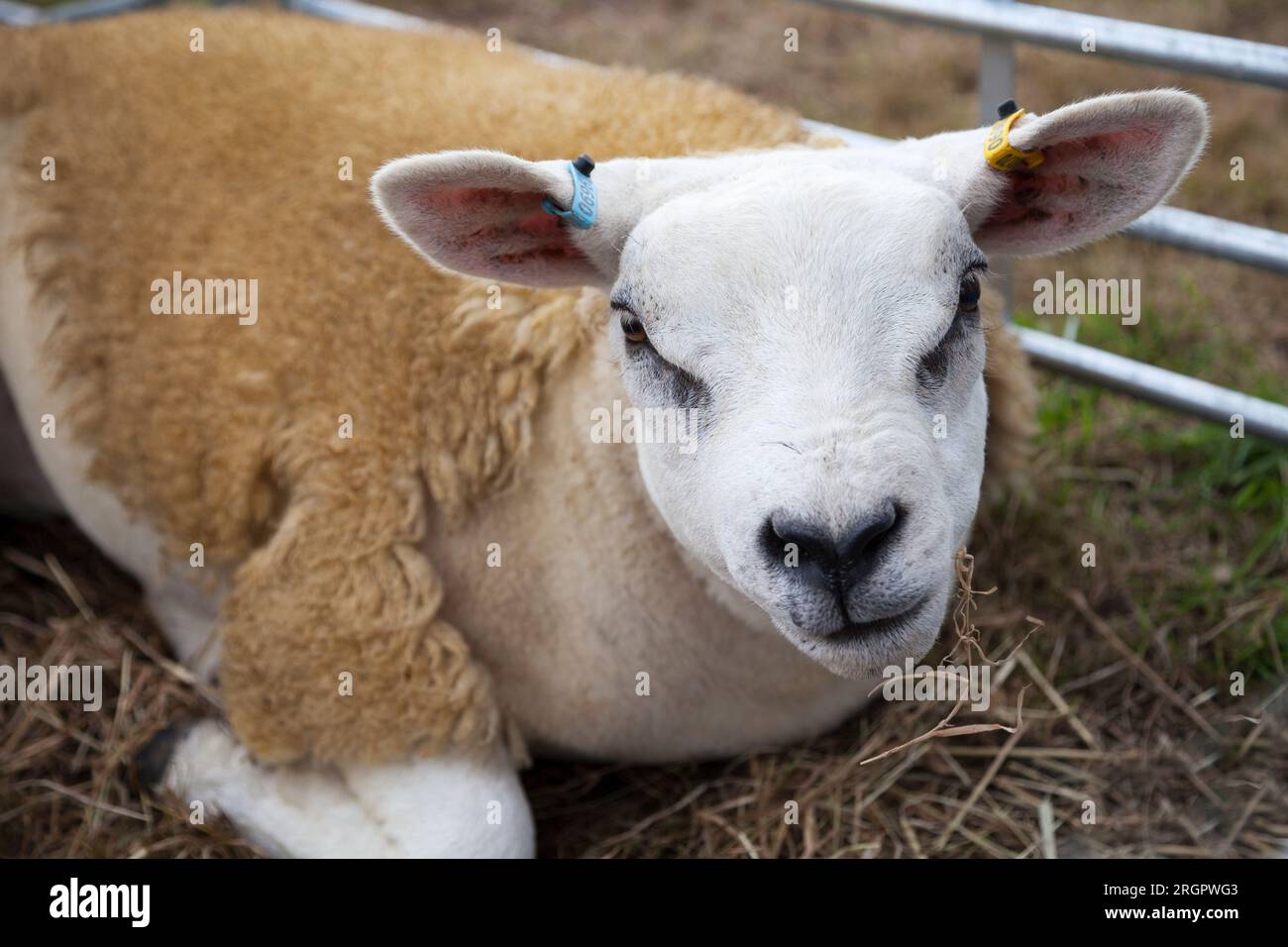 Texel Sheep at Duns County Show, Berwickshire, Scotland Stock Photo