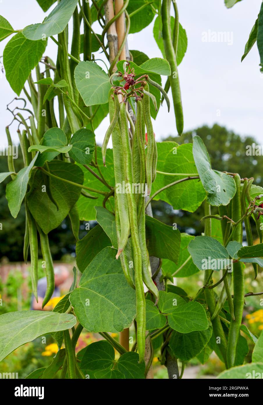 Runner Beans (Phaseolus coccineus) Runner beans, a selfpollinating