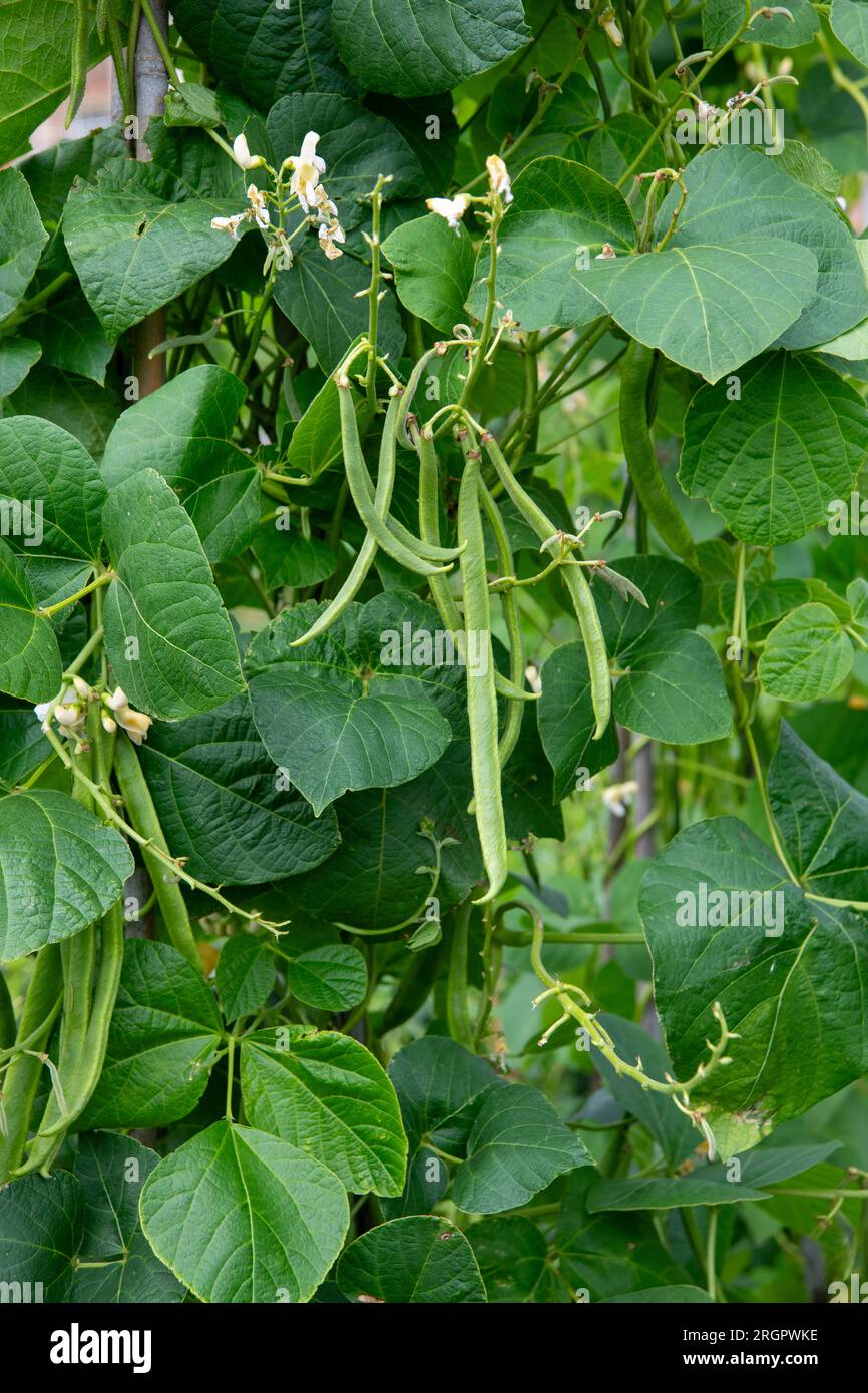 Runner Beans (Phaseolus coccineus) Runner beans, a selfpollinating
