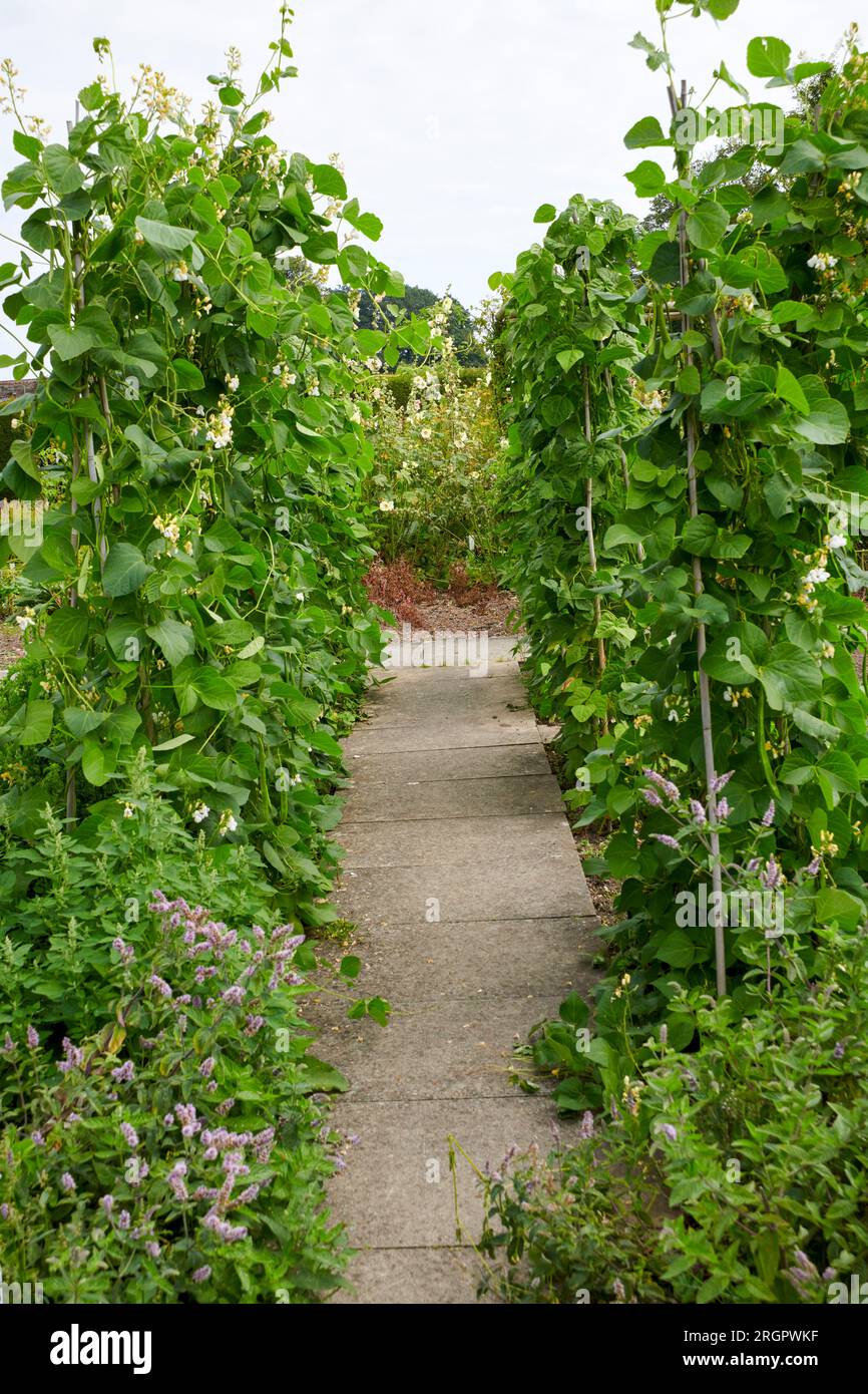 Runner Beans (Phaseolus coccineus) Runner beans, a selfpollinating