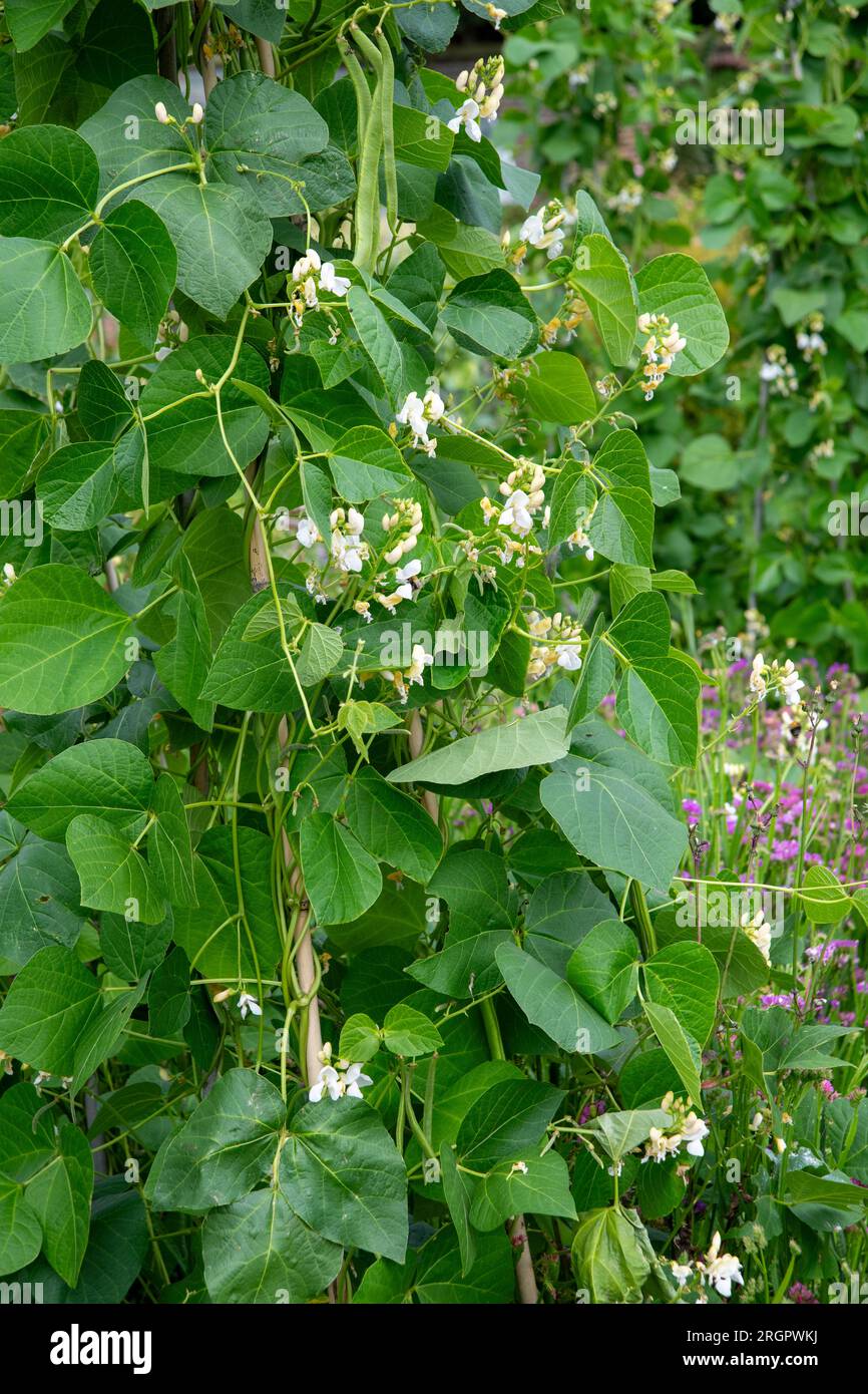 Runner Beans (Phaseolus coccineus) Runner beans, a selfpollinating