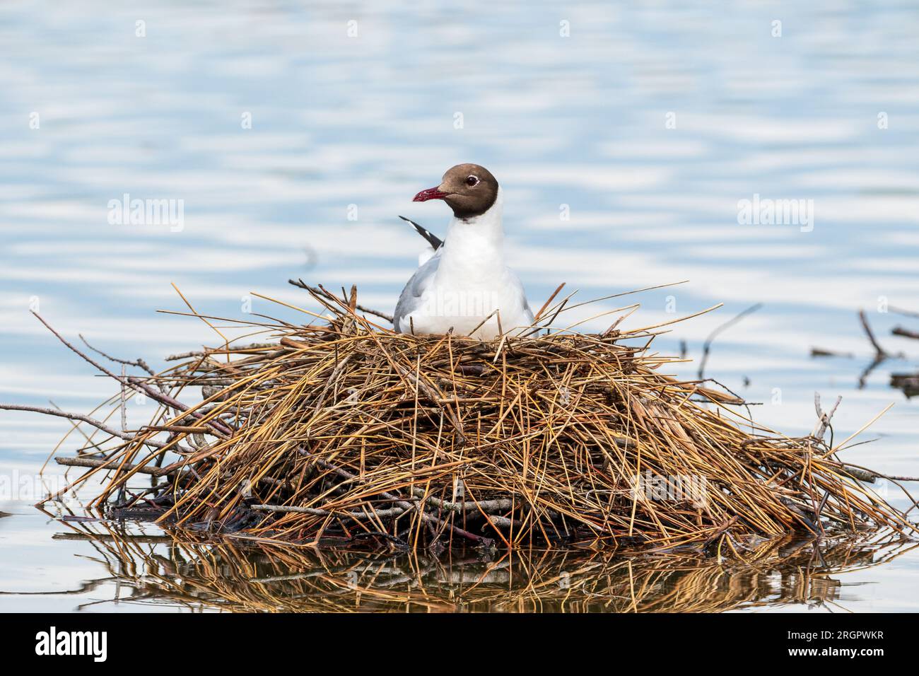 Black-headed gull incubating her eggs on his nest on water Stock Photo