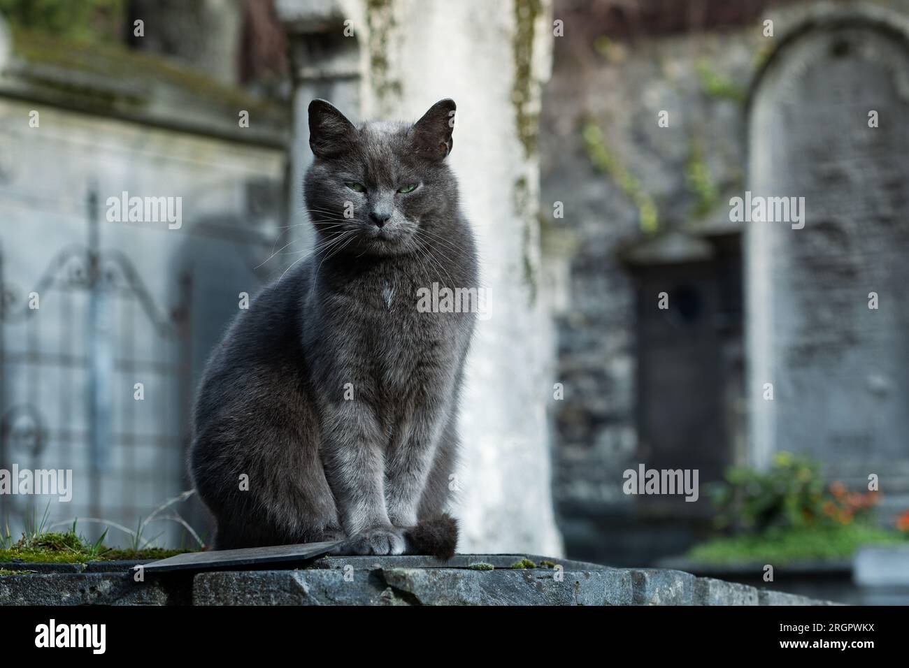 Blue-gray cat - Chartreux breed - posing on a tombstone in cemetery Stock Photo
