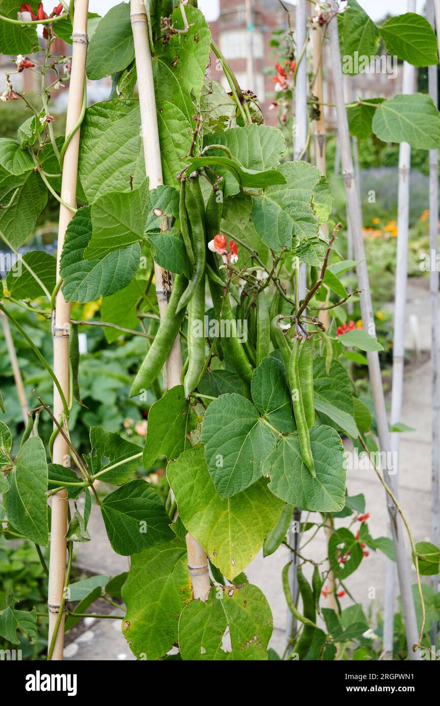 Runner Beans (Phaseolus coccineus) Runner beans, a selfpollinating