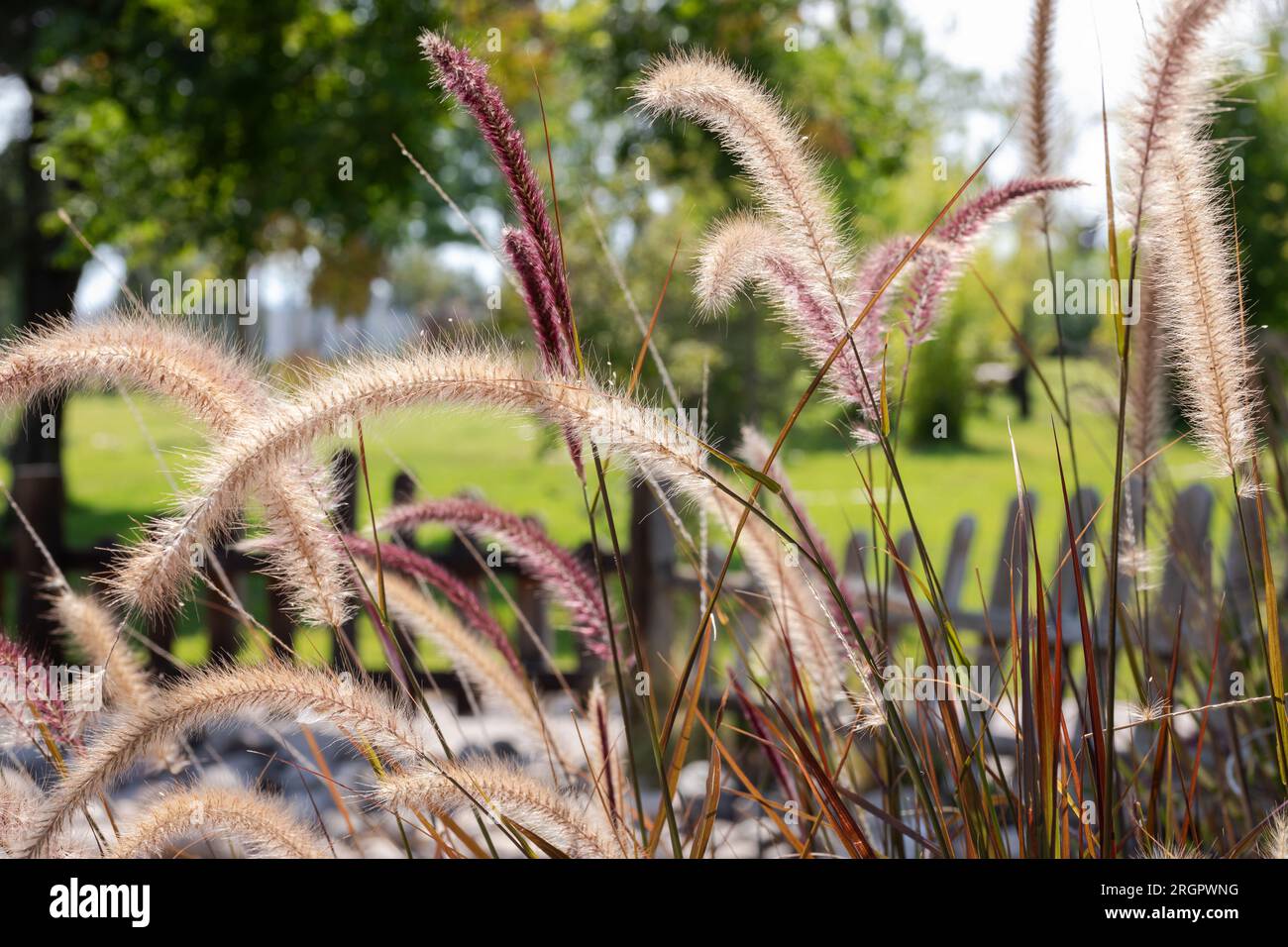 Purple Fountain Grass (Pennisetum setaceum Stock Photo Alamy