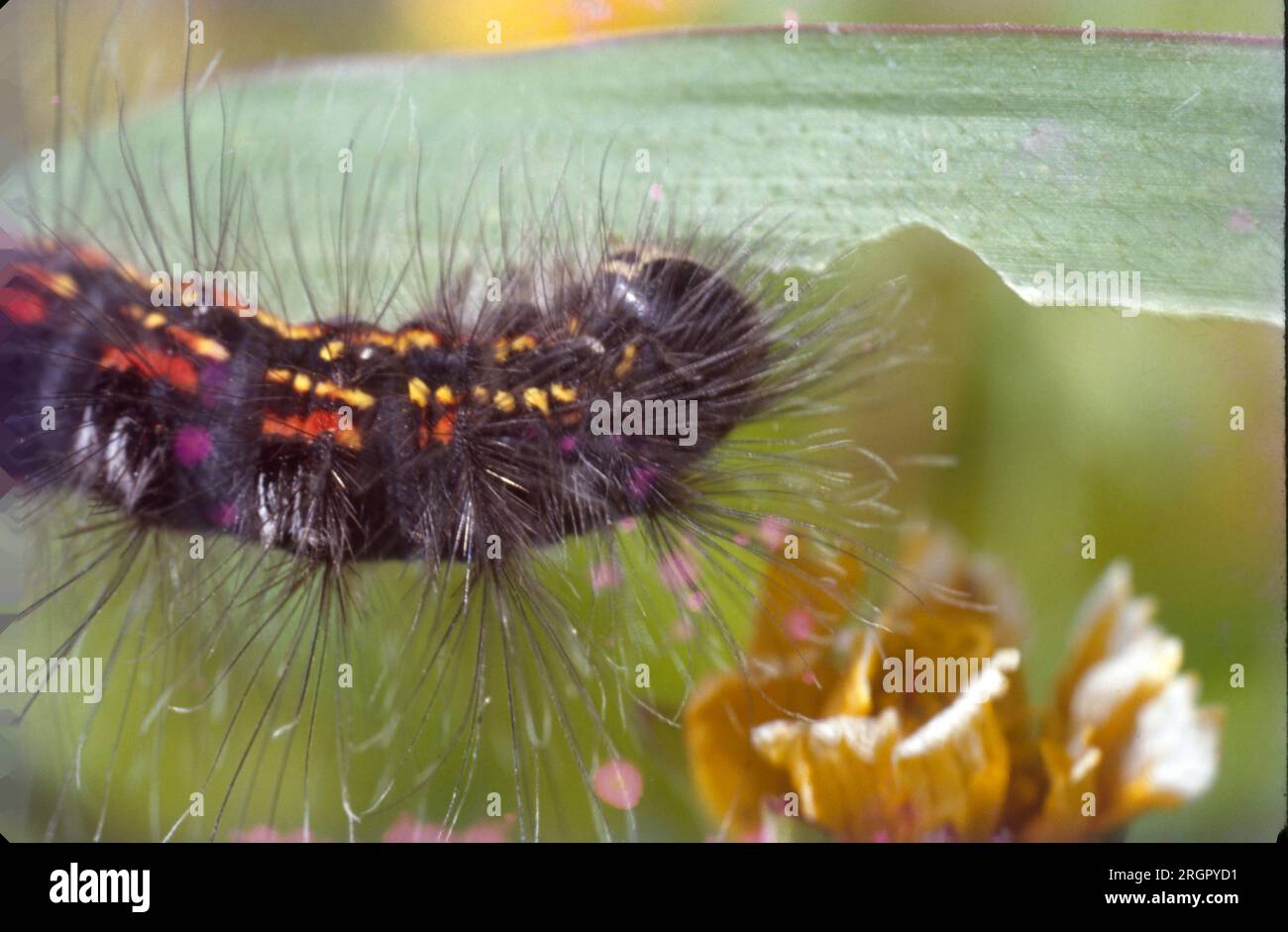 Voracious Insect The Caterpillars are basically tiny insects that are voracious feeders ...