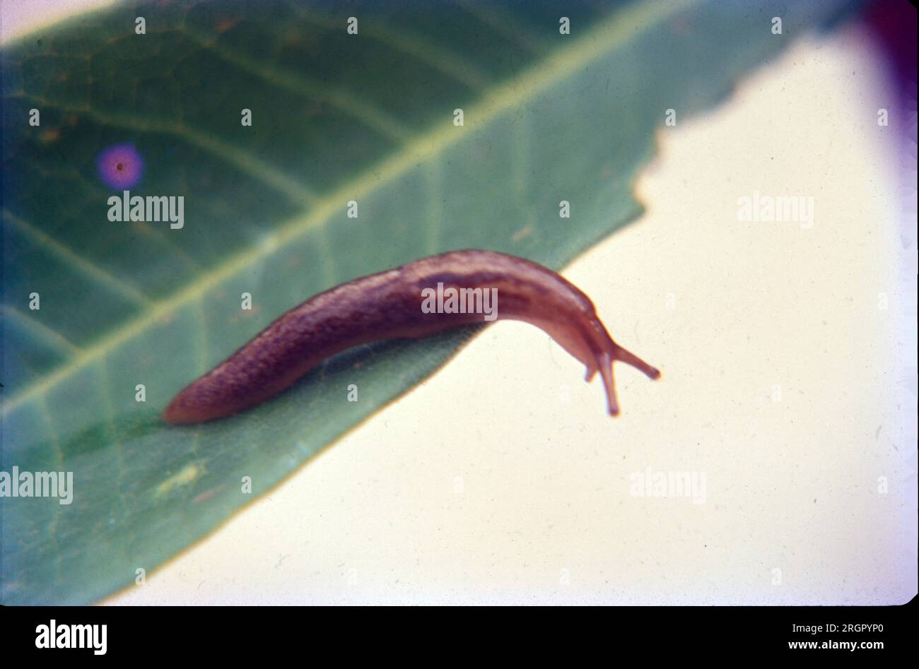 Leeches are segmented parasitic or predatory worms that comprise the subclass Hirudinea within the phylum Annelida. They are closely related to the oligochaetes, which include the earthworm, and like them have soft, muscular segmented bodies that can lengthen and contract. Stock Photo