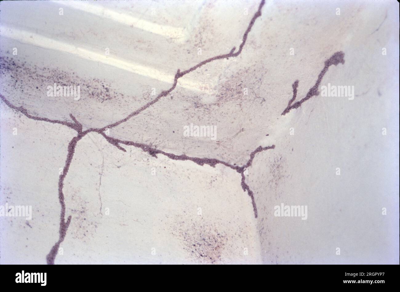 White ant lines hi-res stock photography and images - Alamy