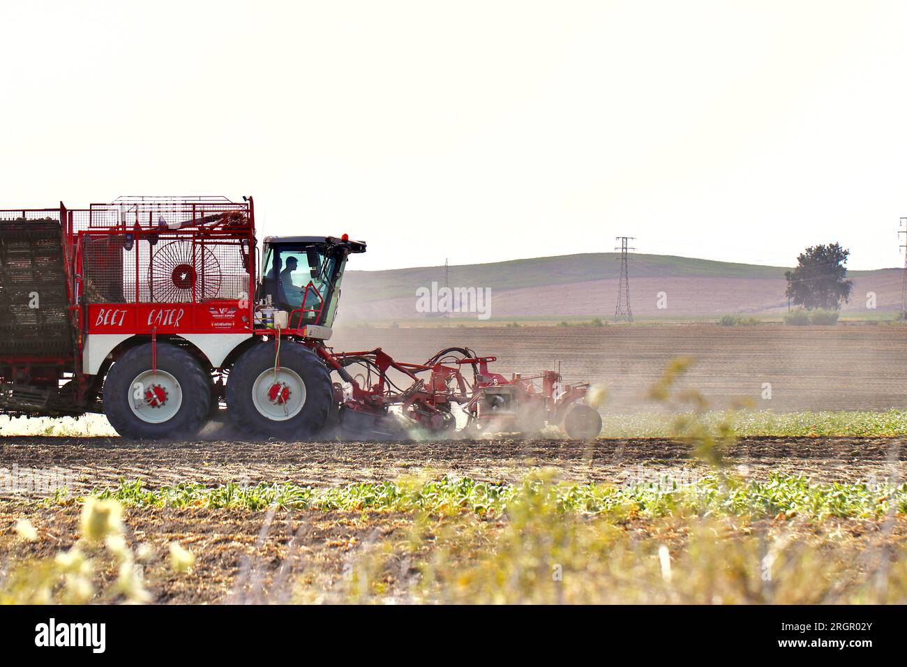 Beet Eater harvester at work Stock Photo