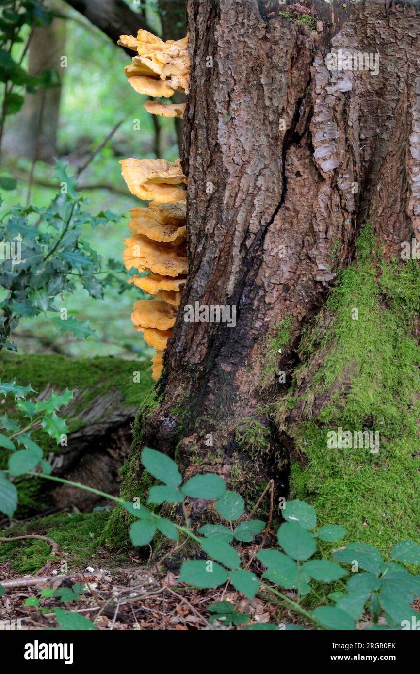 Bracket fungi large yellow shelf type fruiting bodies sulphur coloured in tiers on side of tree wavy edges Laetiporus sulphureus in portrait format Stock Photo