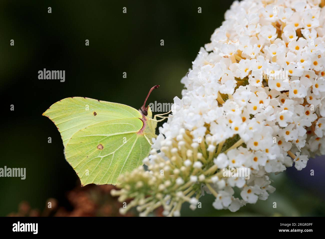 Brimstone butterfly Gonepteryx rhamni, feeding on white buddleia with unique leaf shaped wings greenish yellow with raised veins, male brighter colour Stock Photo