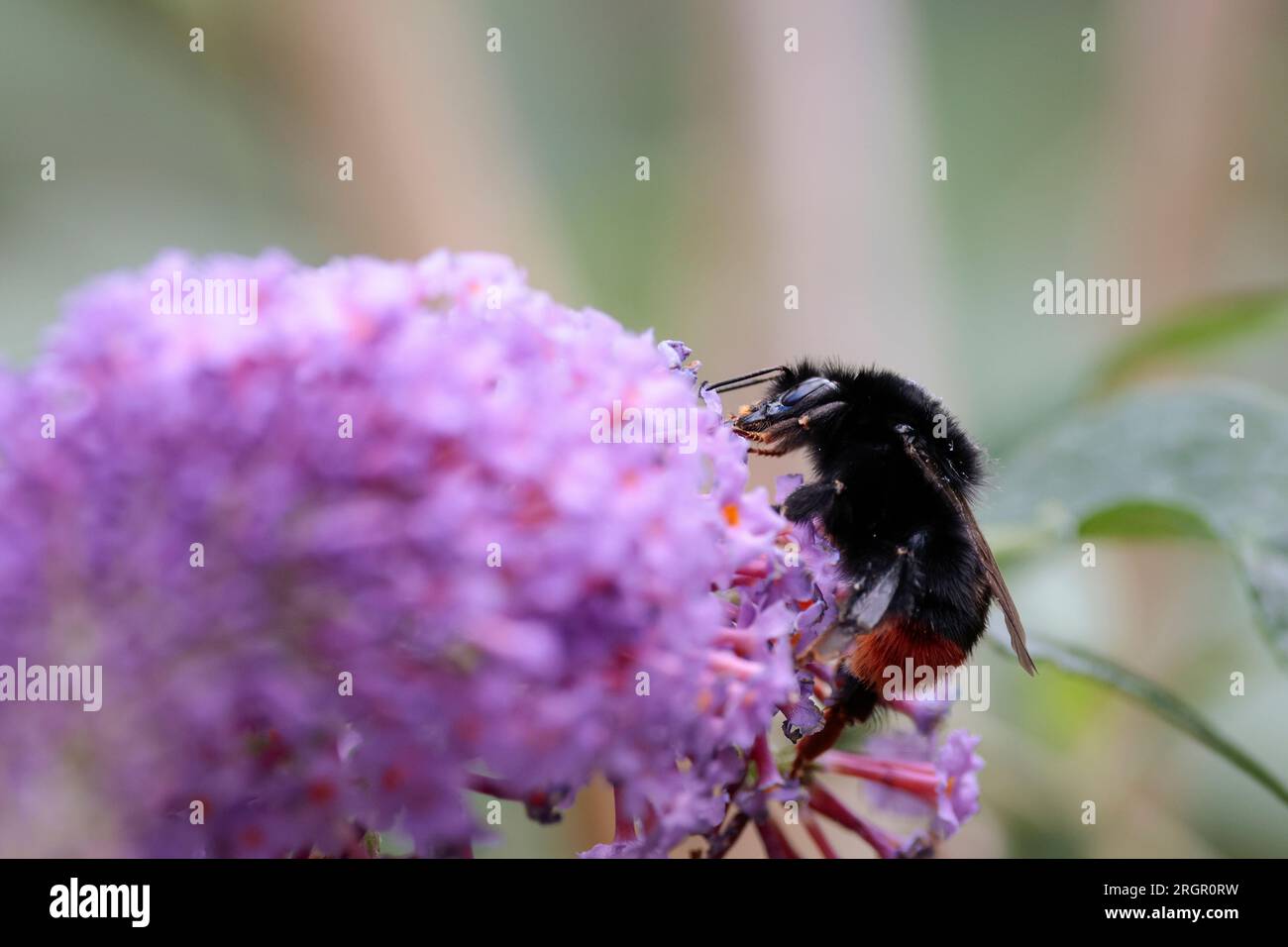 Red tailed bumble bee Bombus lapidarius, All black bumble bee with bright orange red hairs in tip of abdomen feeding on lilac buddleia, copy space Stock Photo