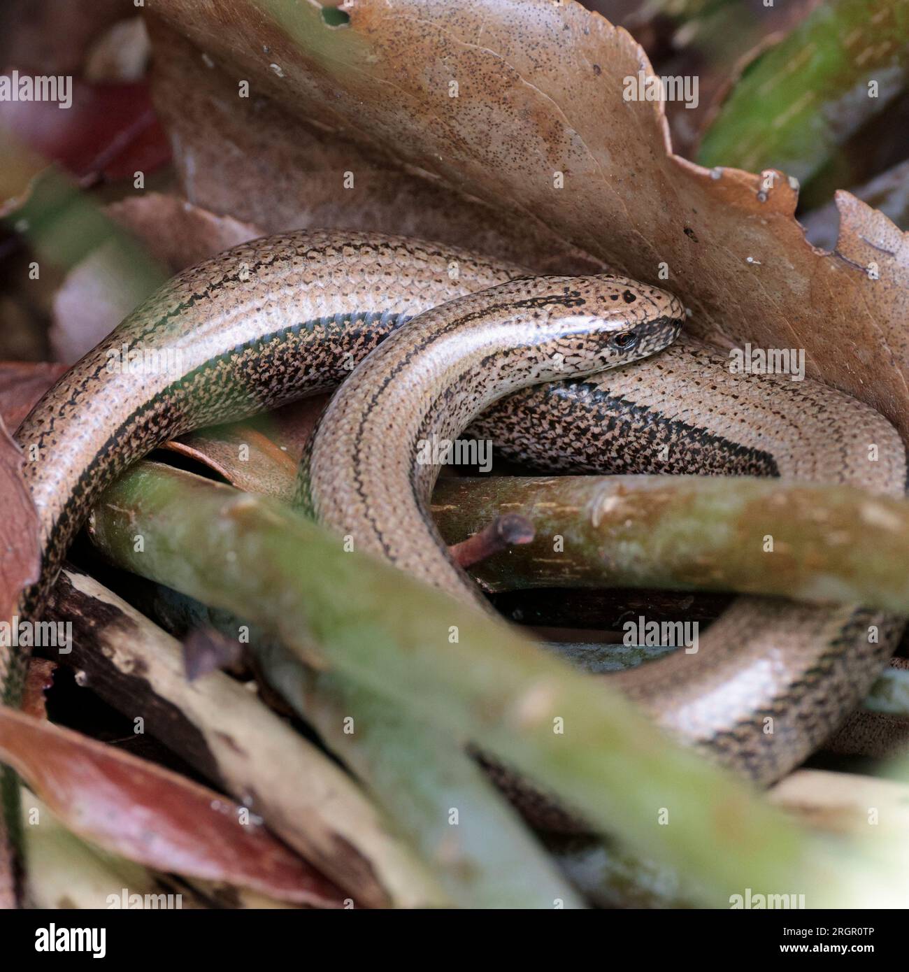 https://c8.alamy.com/comp/2RGR0TP/slow-worm-anguis-fragilis-shiny-golden-buff-scaly-body-a-legless-lizard-with-fine-black-markings-black-forked-tongue-and-fairly-blunt-tail-end-2RGR0TP.jpg