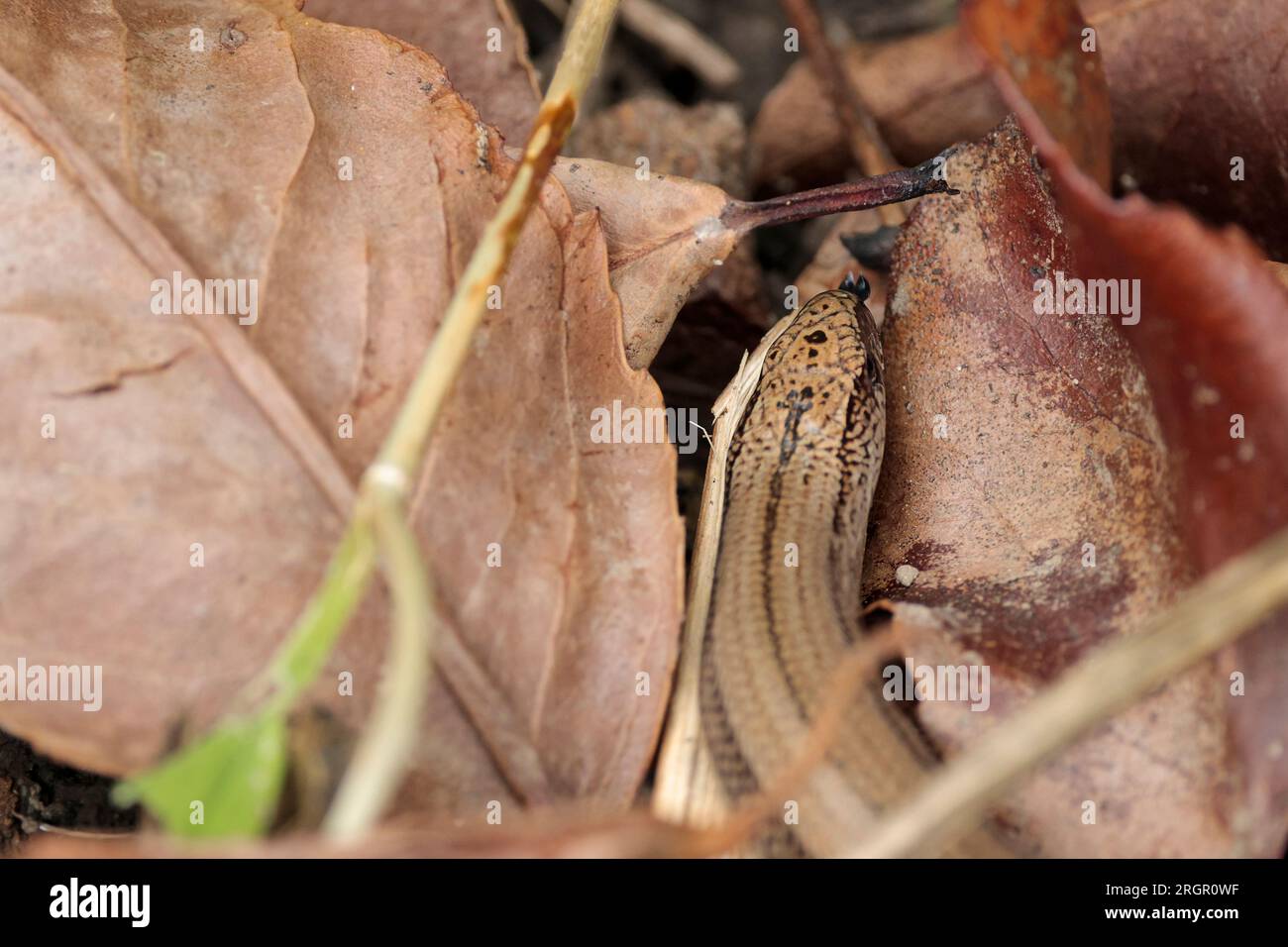 Slow worm Anguis fragilis, shiny golden buff scaly body a legless ...