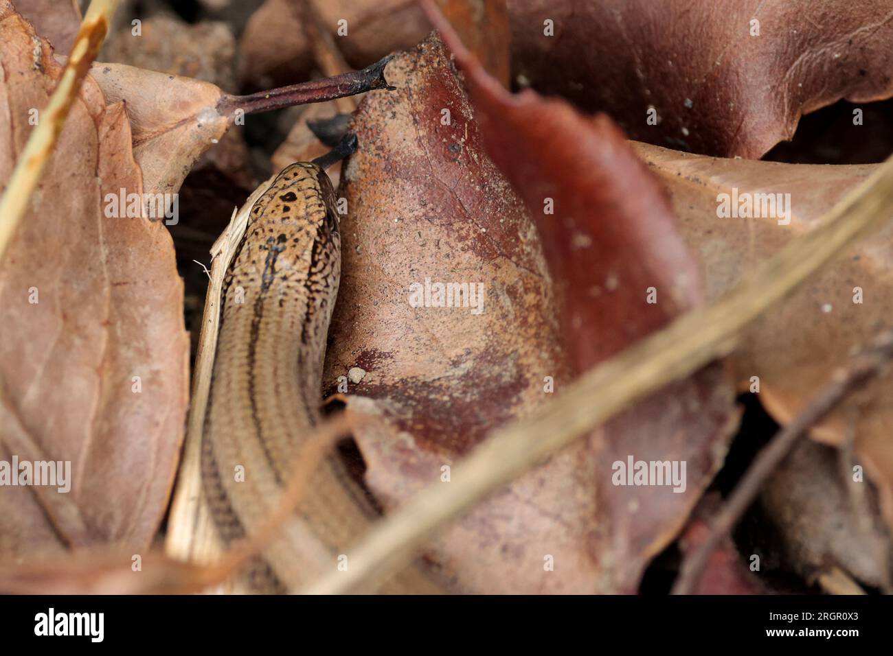 Slow worm Anguis fragilis, shiny golden buff scaly body a legless ...