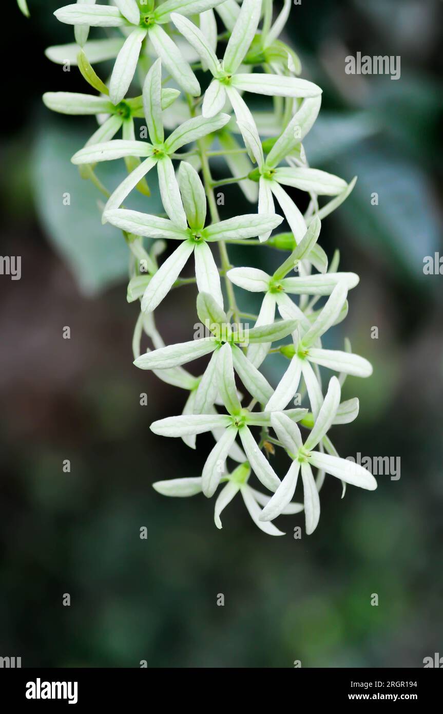 Sandpaper vine, Purple wreath or Queens wreath or purple flower in the garden Stock Photo