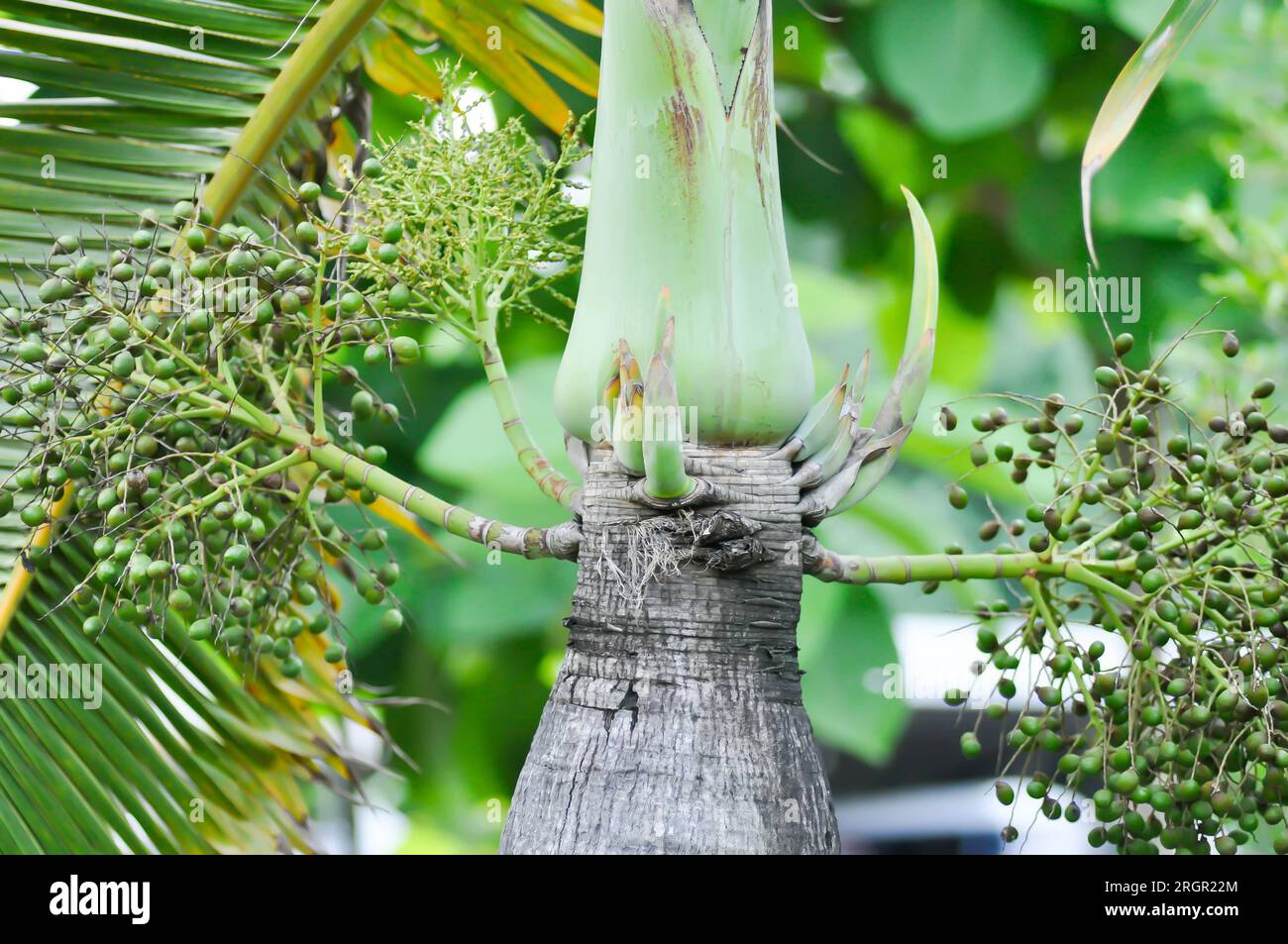 Roystonea regia ,Cuban royal palm or ARECACEAE or palm seed Stock Photo