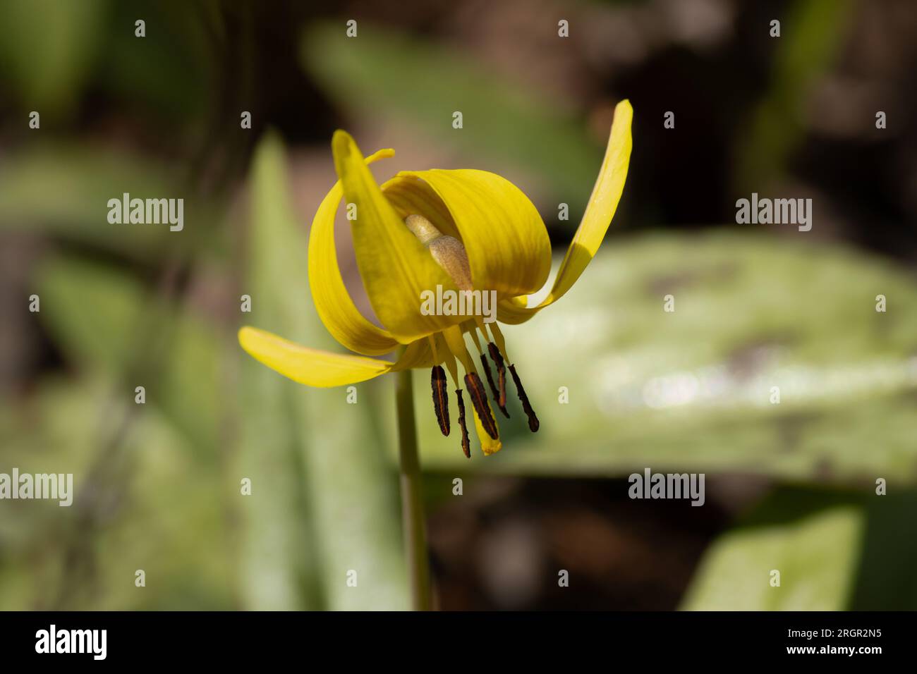 A dogtooth violet just emerging in early spring Stock Photo