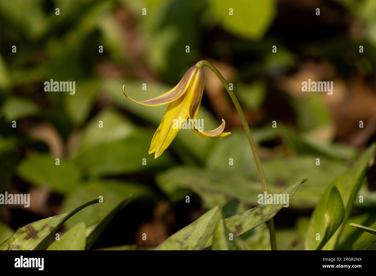A dogtooth violet just emerging in early spring Stock Photo