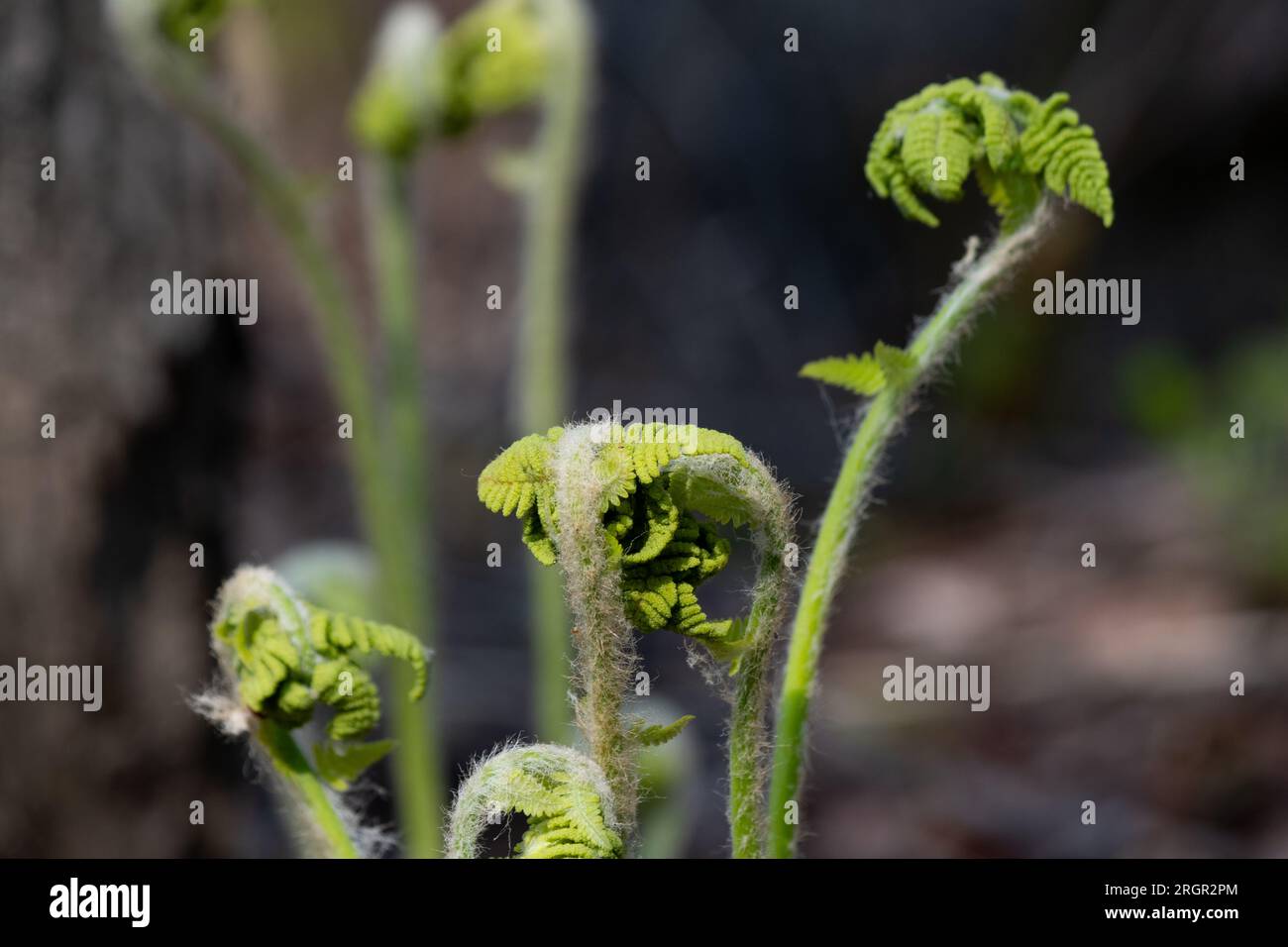 Woodland ferns hi-res stock photography and images - Alamy