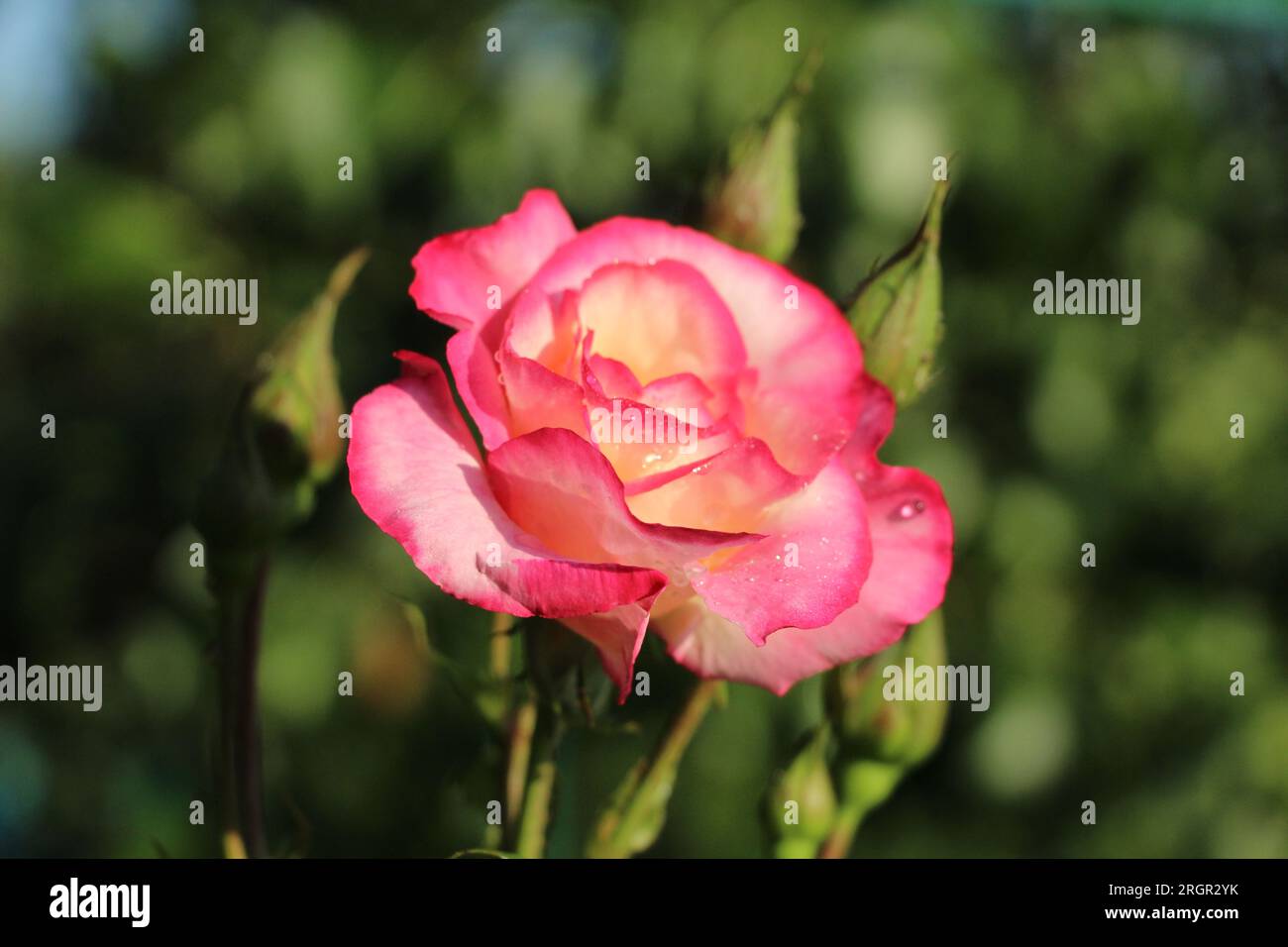 Delicate rose hi-res stock photography and images - Alamy