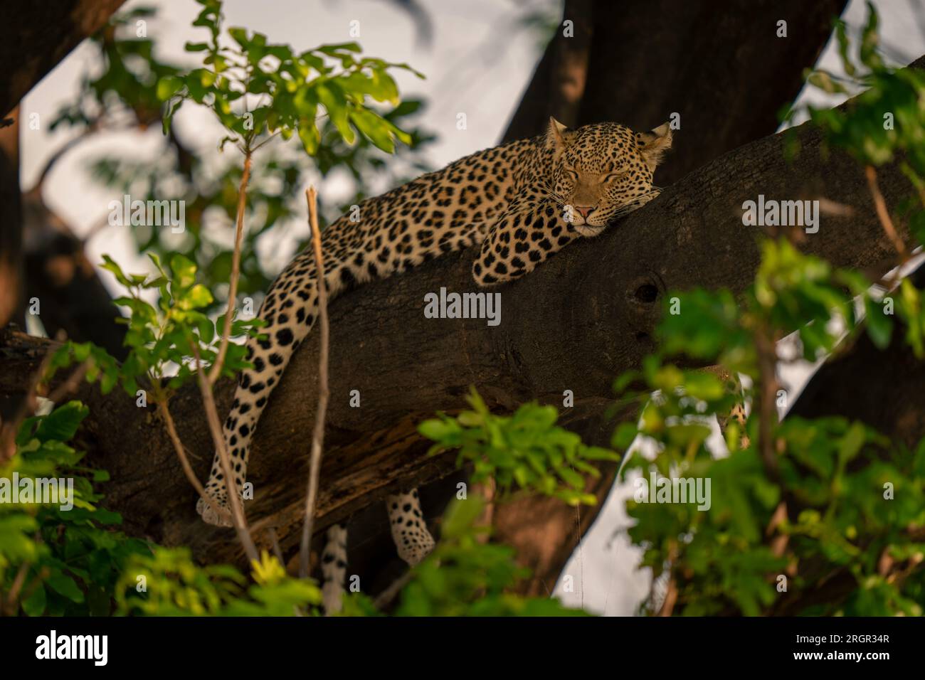 R Leopard Tree branch lying among hi-res stock photography and images - Alamy