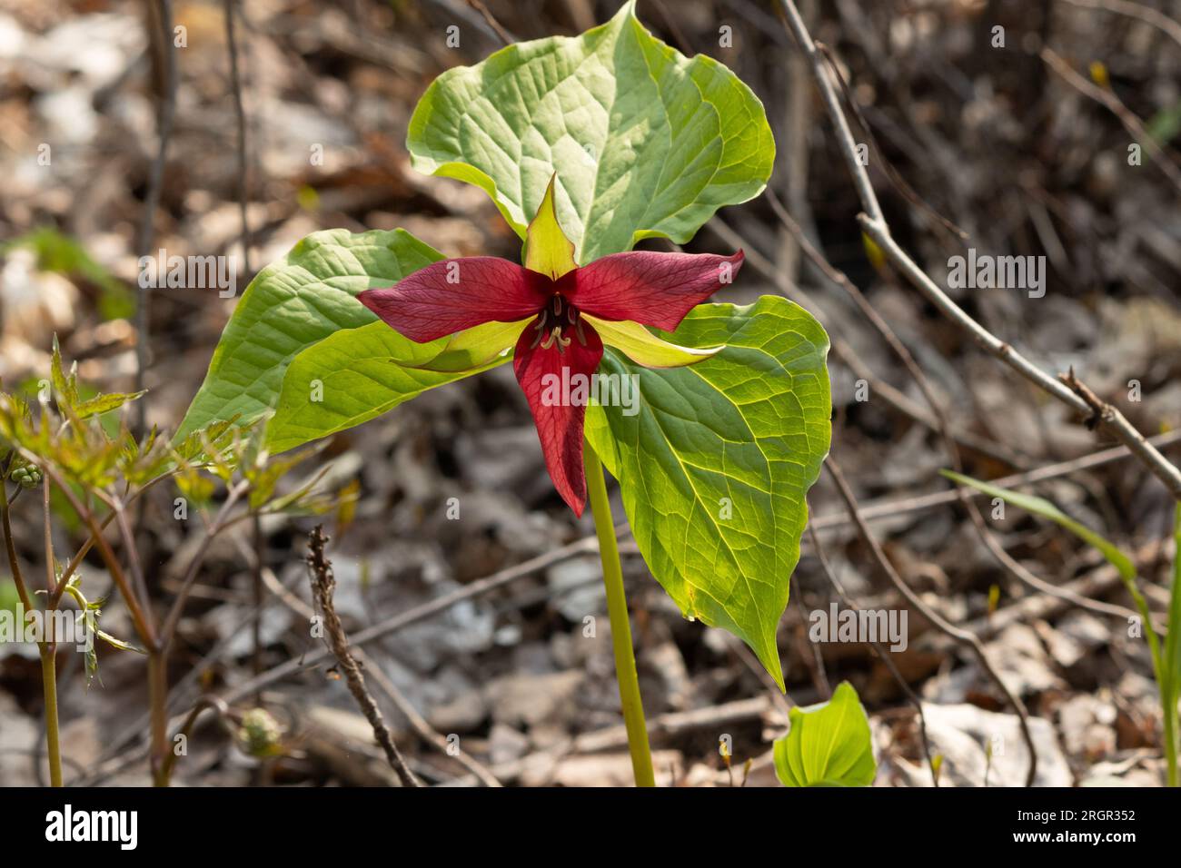 A red trillium in full bloom in spring on the bog trail. Stock Photo